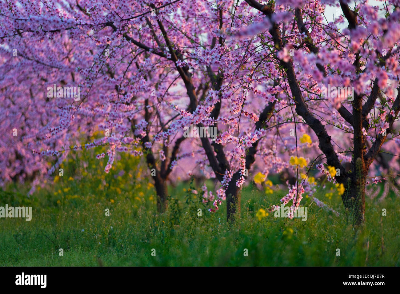Vergers de pêchers en fleurs dans la Vallée de Sacramento en Californie du nord. Banque D'Images