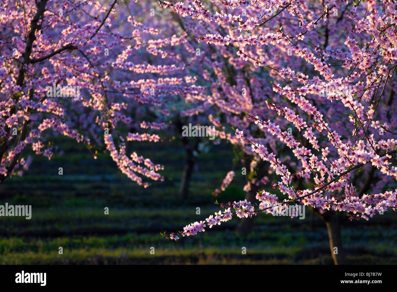 Vergers de pêchers en fleurs dans la Vallée de Sacramento en Californie du nord. Banque D'Images