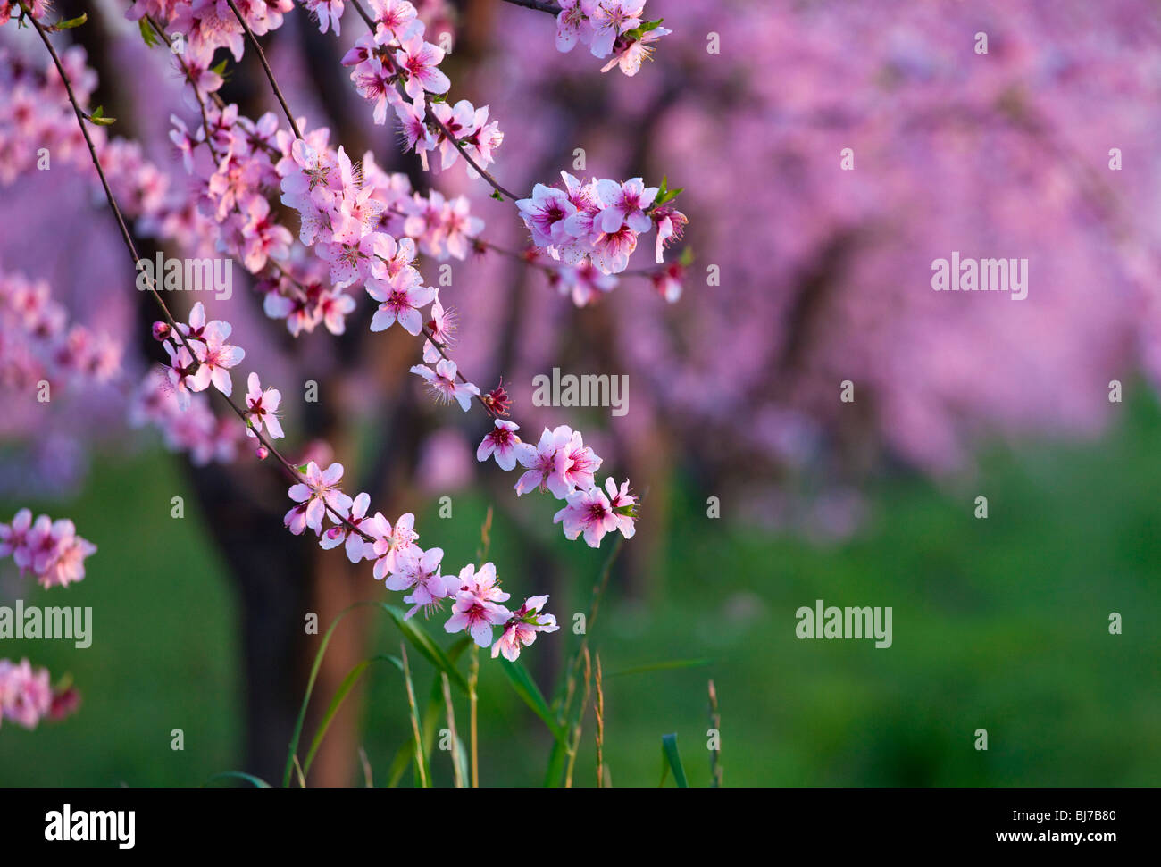 Vergers de pêchers en fleurs dans la Vallée de Sacramento en Californie du nord. Banque D'Images