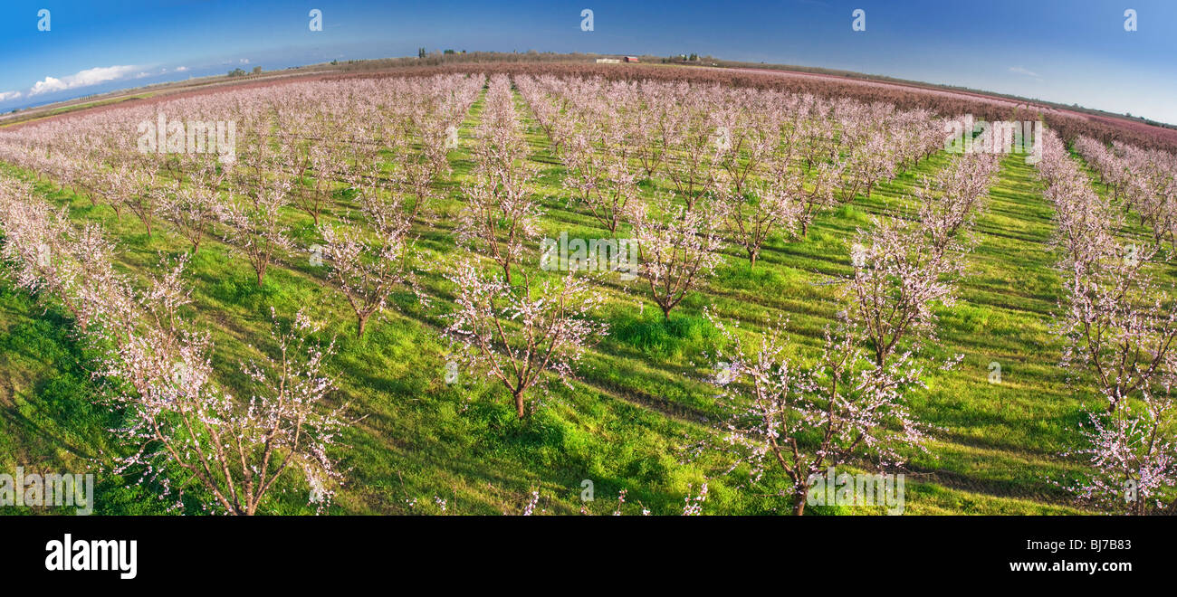 Vergers de pêchers en fleurs dans la Vallée de Sacramento en Californie du nord. Banque D'Images