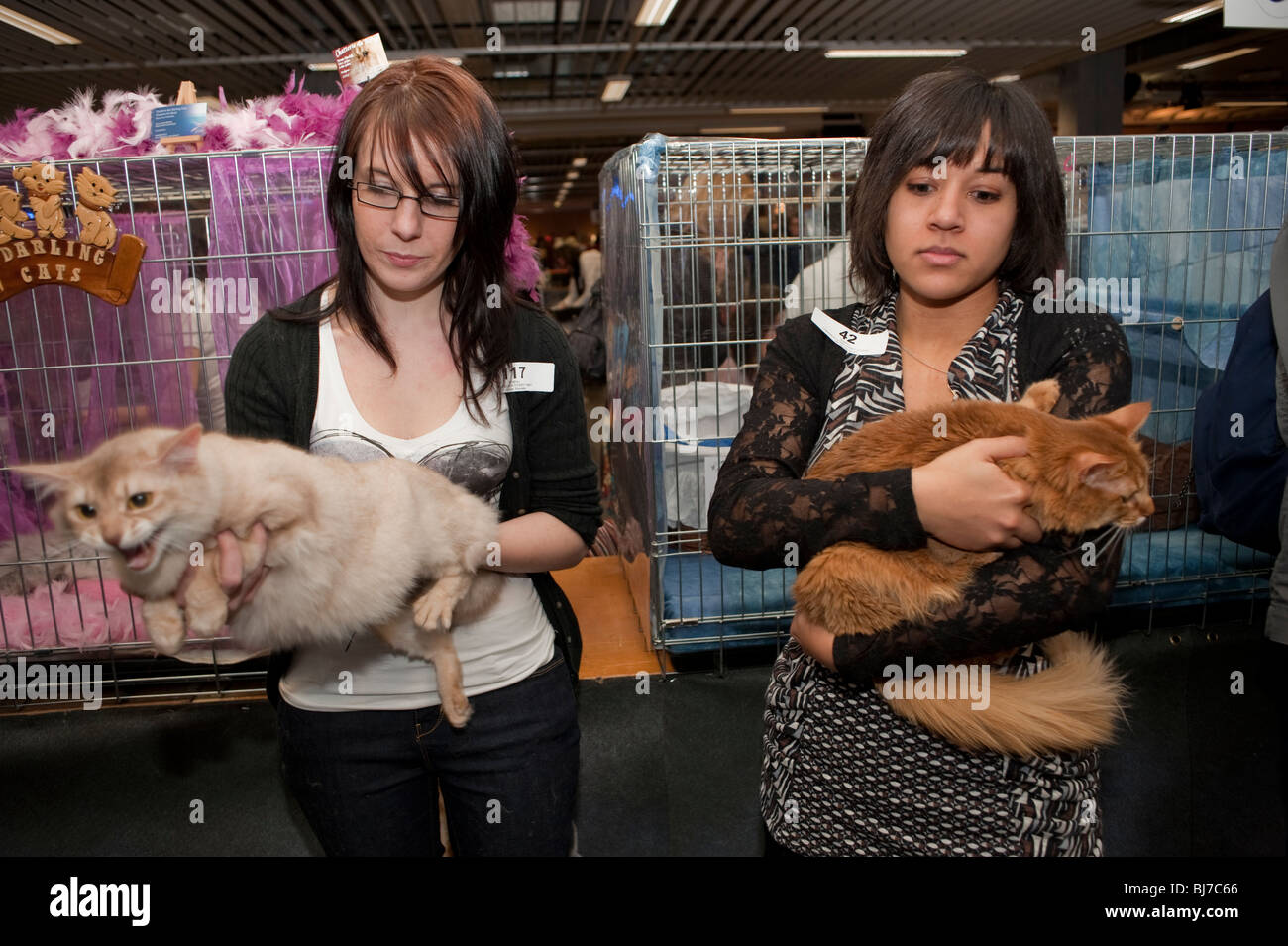 Chats domestiques, Paris, France, salon des chats de pedigree français, salon professionnel