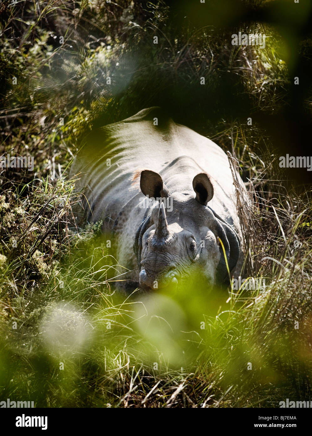 Un rhinocéros sauvages vu sur une jungle à pied dans le parc national de Chitwan, au Népal. Banque D'Images