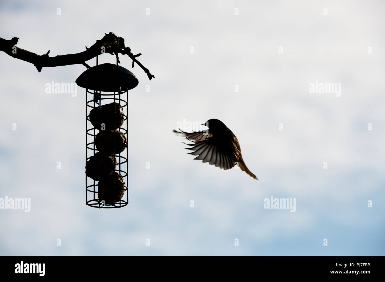 Silhouette de Robin voler à des matières grasses de billes chargeur d'suspendue à un arbre dans un jardin. UK Banque D'Images