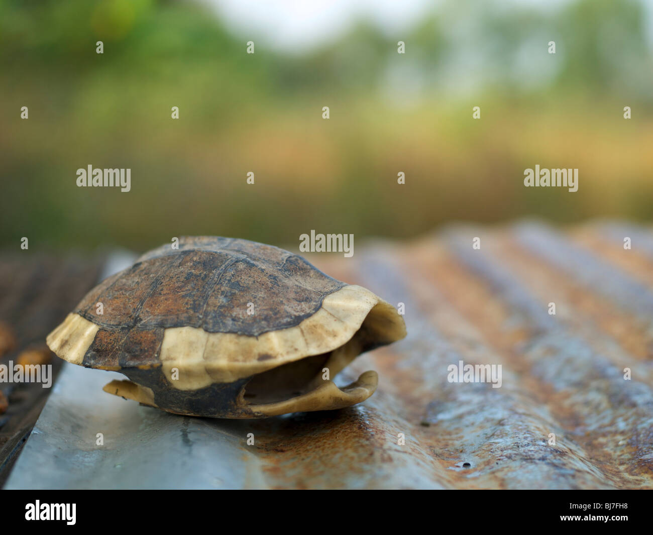 L'écaille de tortue vide sur une feuille de métal ondulé Banque D'Images