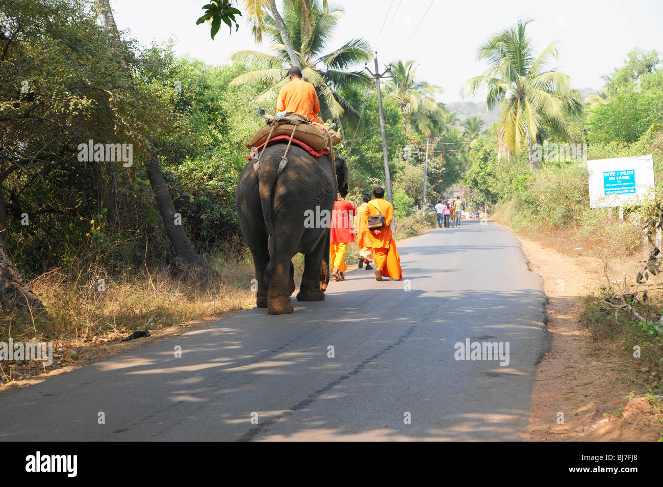 L'éléphant du Temple, chauffeur, décoré d'éléphants indiens Banque D'Images