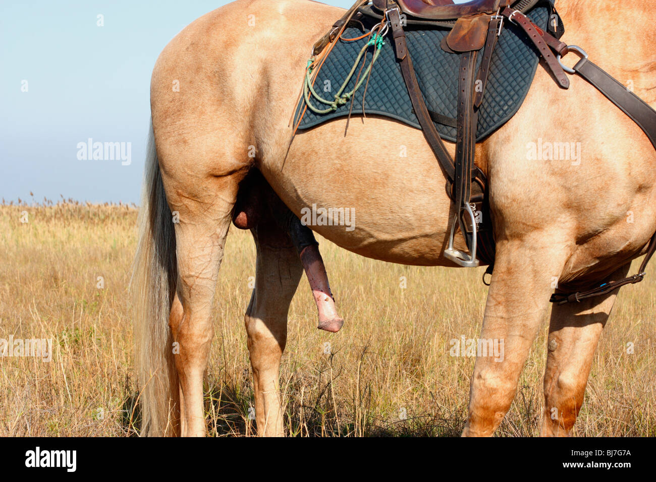 Un pénis de cheval Banque D'Images