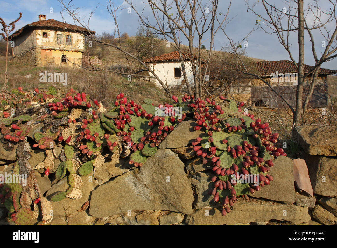 Paysage de friches maison avec cactus Opuntia (fruits) que sur les terres agricoles, la Bulgarie Banque D'Images