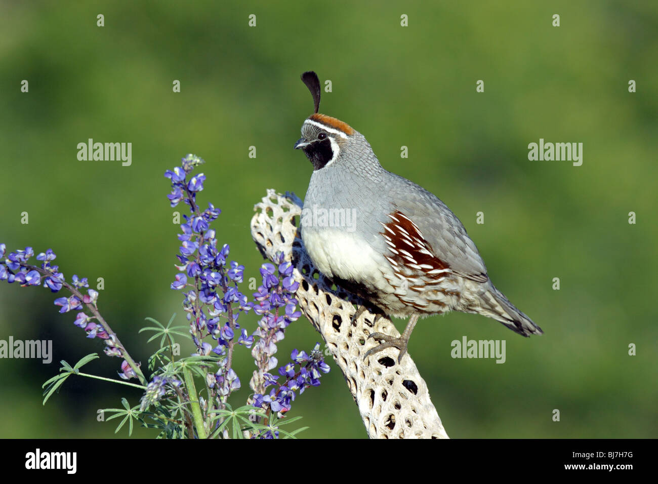 Colin de Gambel Banque D'Images