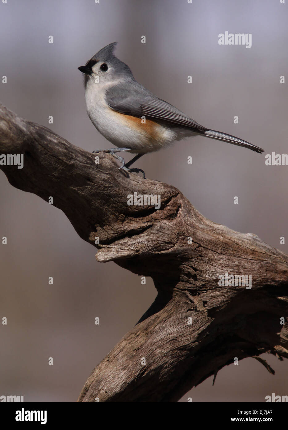 Mésange oiseau chanteur d'Ohio Banque D'Images