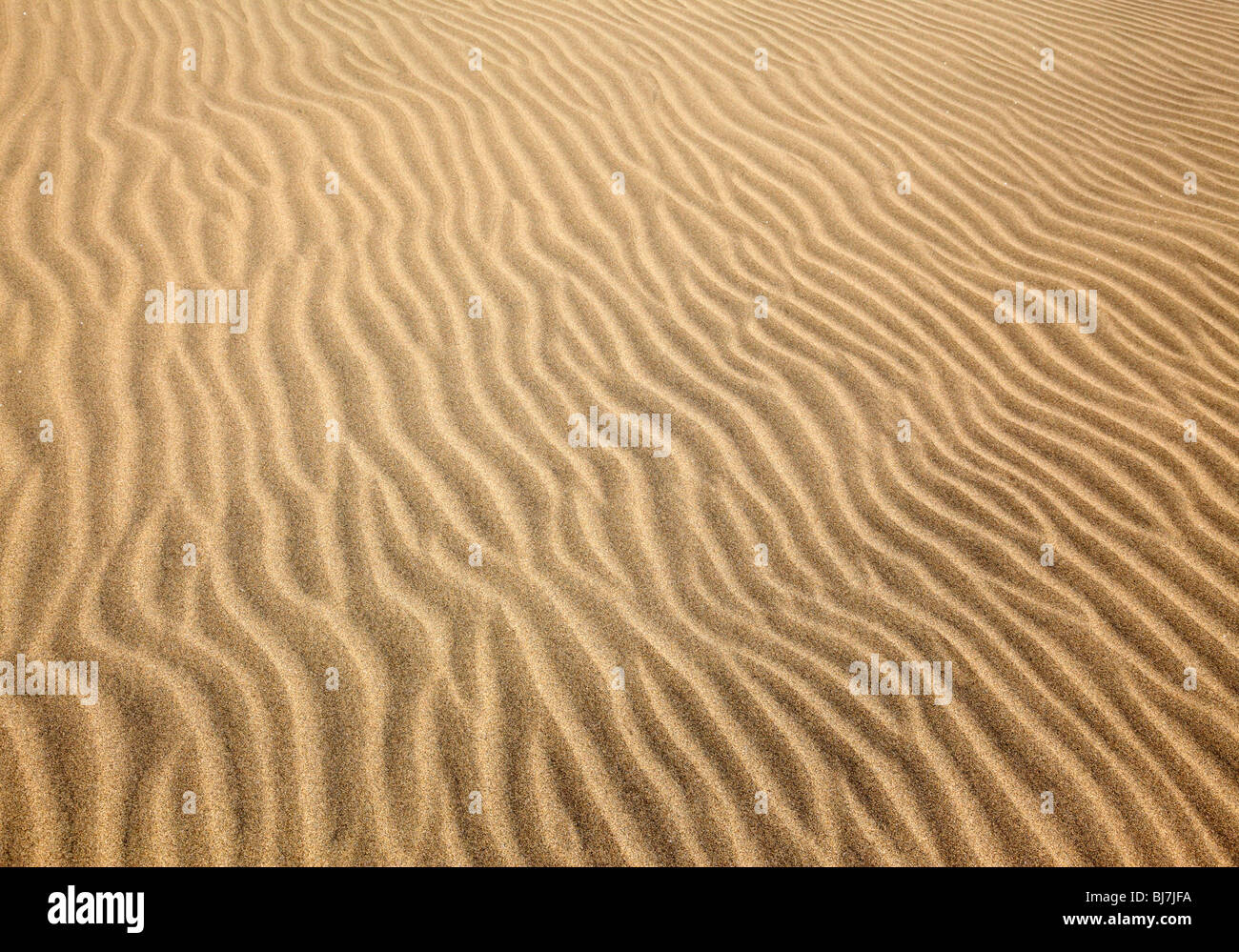 Gauche les modèles par le vent sur une dune de sable maspalomas Gran Canaria Banque D'Images