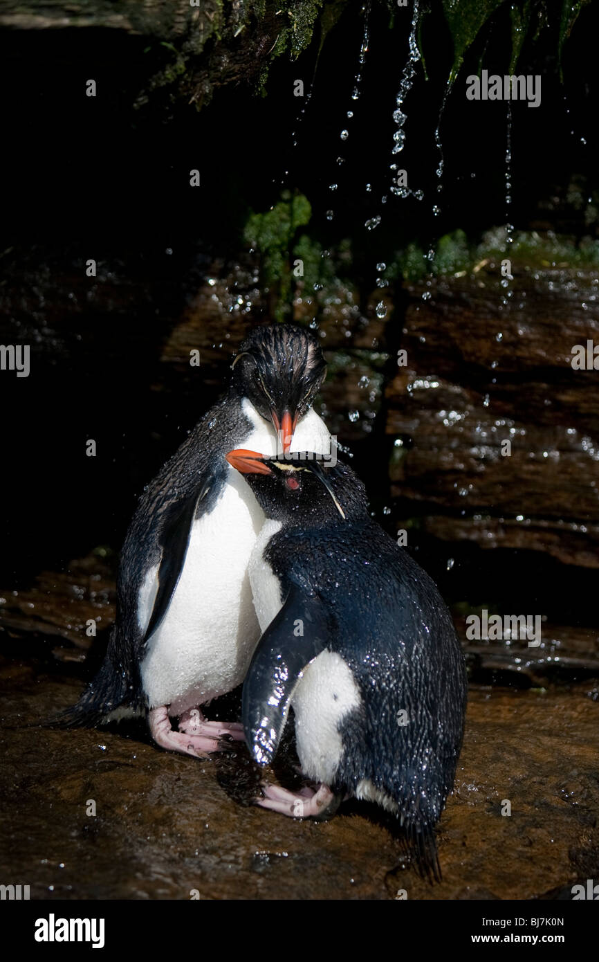 Rockhopper Penguin Eudyptes chrysocome Felsenpinguin Rookery Saunders Island Iles Falkland paire à Rockhopper douche au lissage Banque D'Images