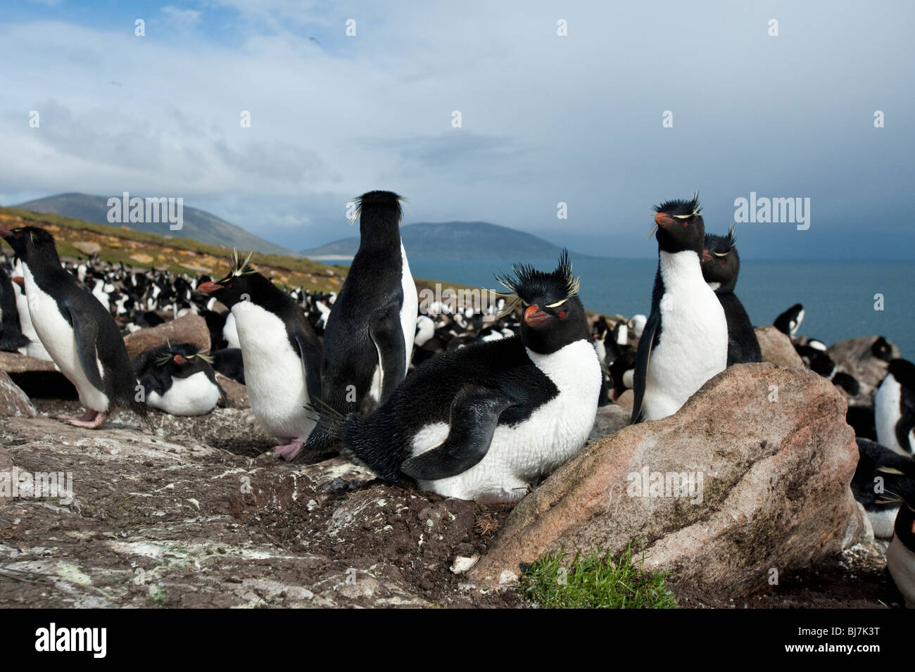 Rockhopper Penguin Eudyptes chrysocome Felsenpinguin Rookery Saunders Island Iles Falkland oiseaux dans une colonie assis sur nest Banque D'Images