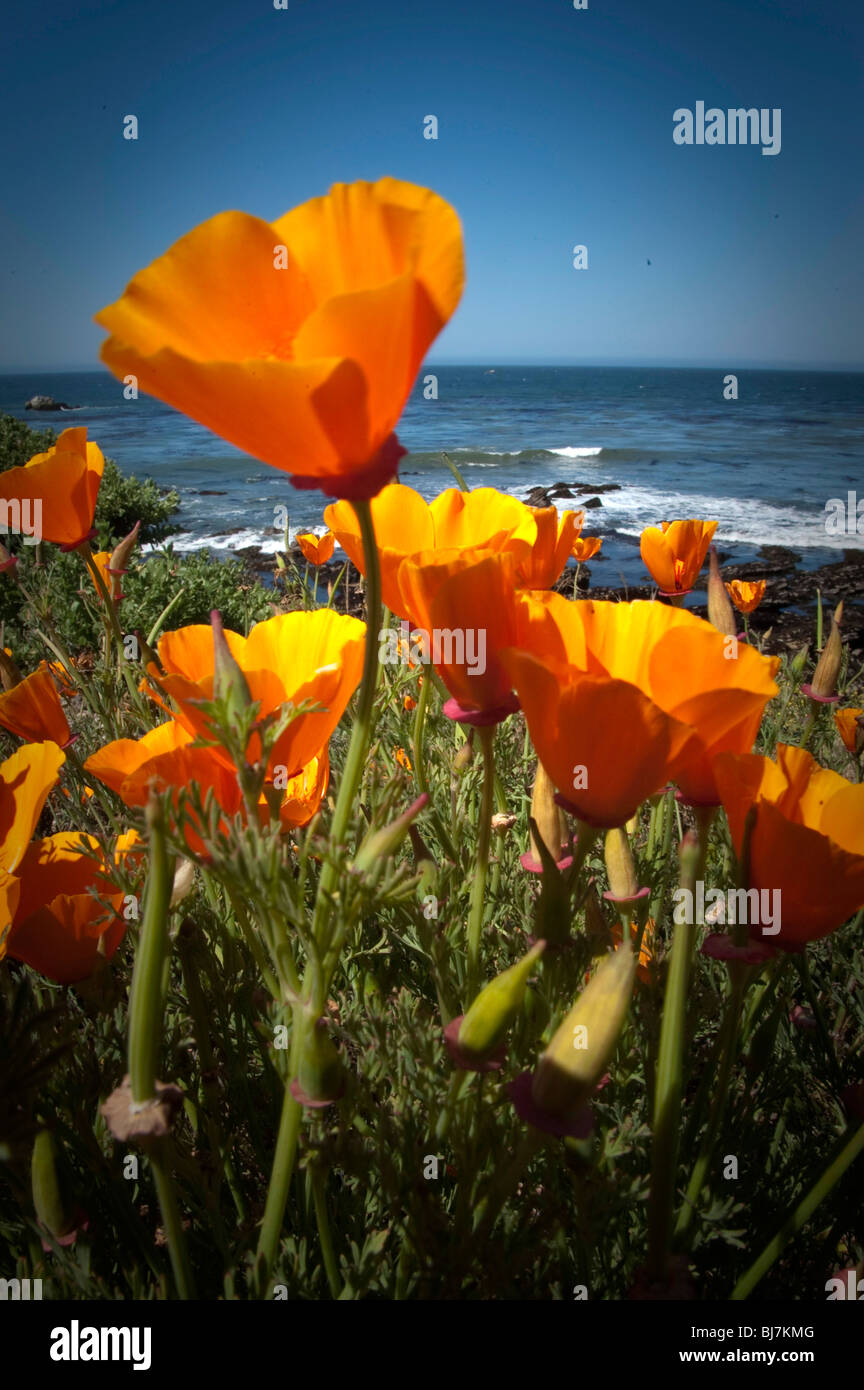 Fleurs de pavot de Californie le long d'une côte de l'océan Pacifique et sur les rives. Banque D'Images