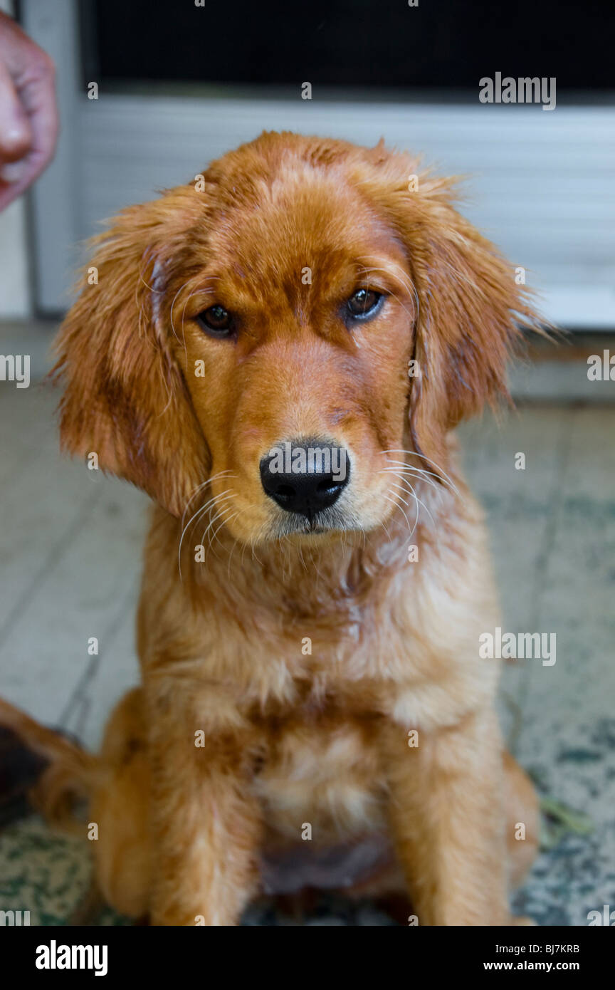 Un Golden Labrador Retriever dog puppy. Banque D'Images