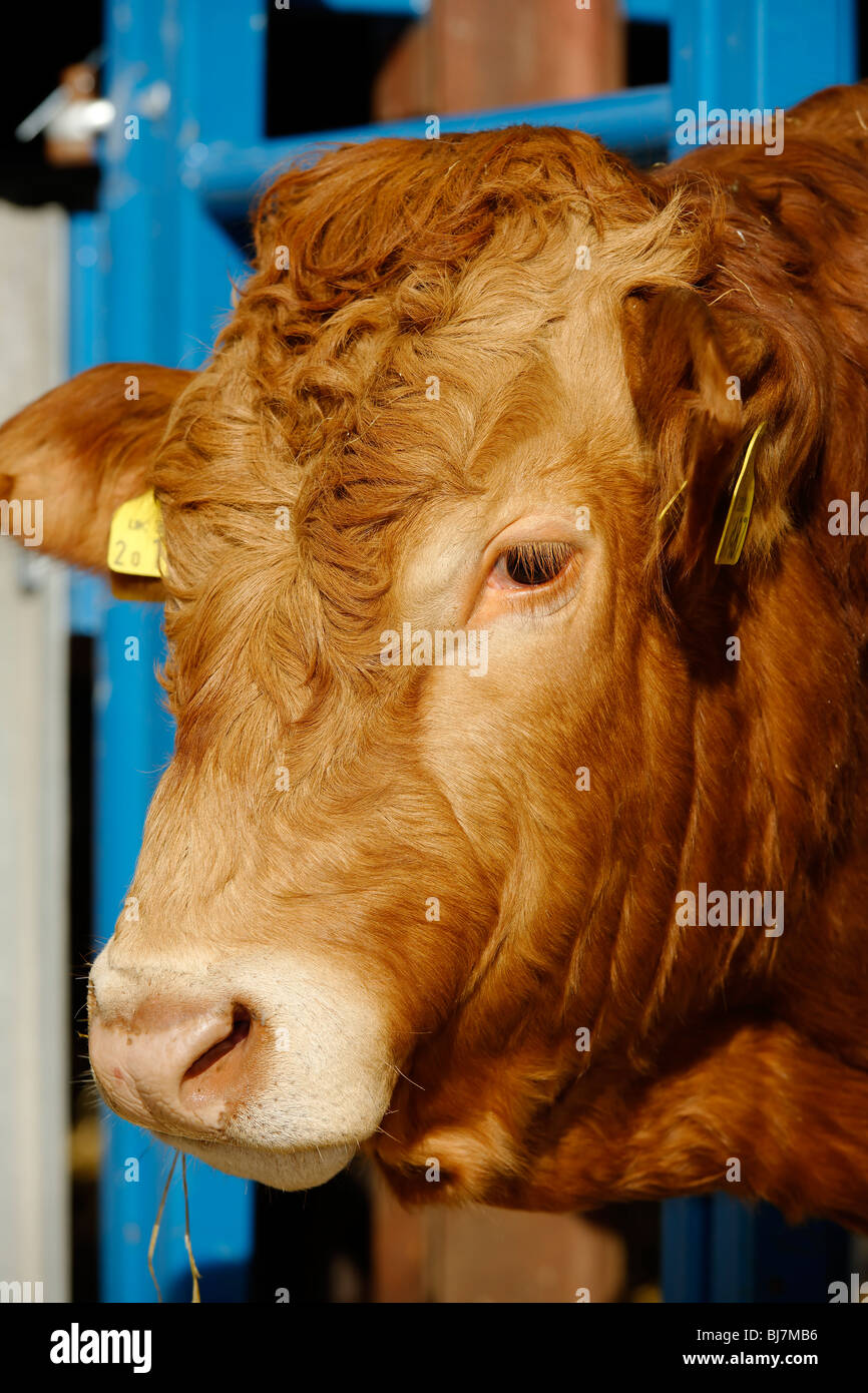 Arbre généalogique Limousin Bull Banque D'Images
