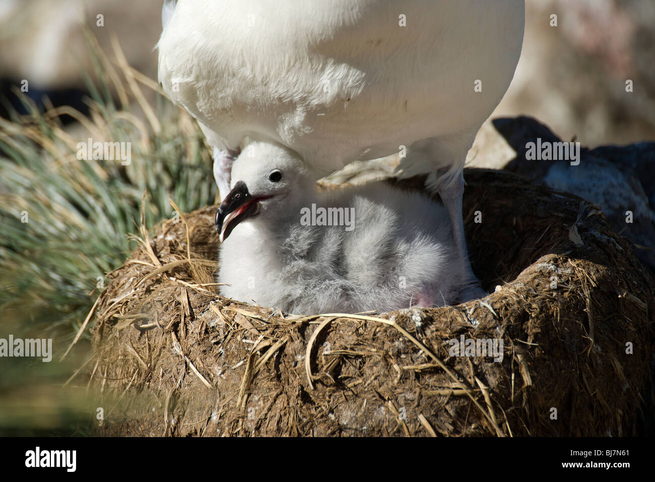 Albatros à sourcils noirs (Diomedea melanophris) chick sur son nid à West Point, Îles Falkland Banque D'Images