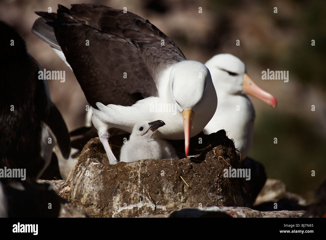 Albatros à sourcils noirs (Diomedea melanophris) parent et chickat Point Ouest, Îles Falkland Banque D'Images