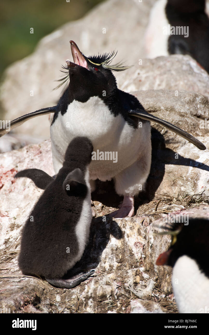 Le comportement d'Imitation de Rockhopper Penguin et Chick, West Point, Îles Falkland Banque D'Images