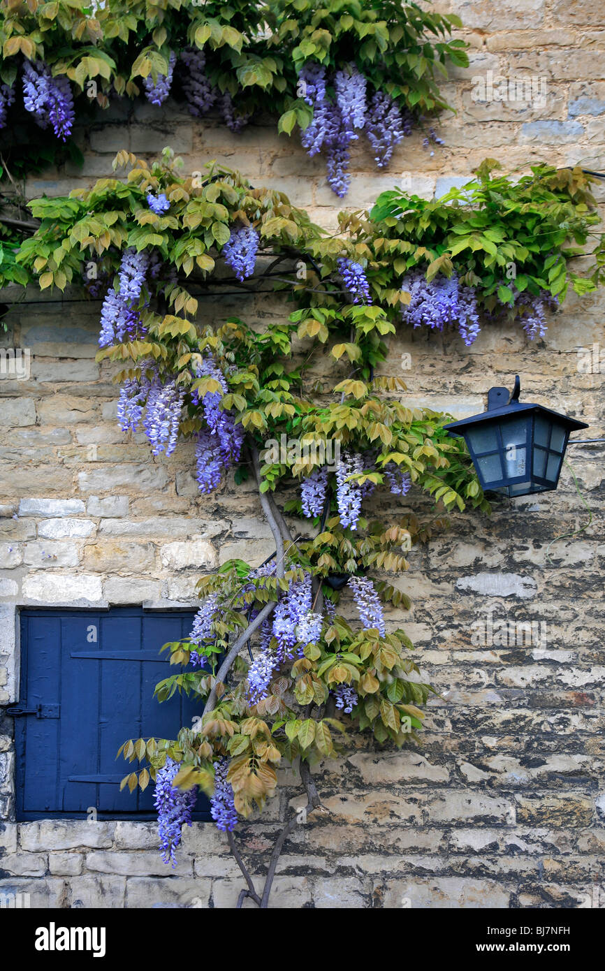 Fleur glycine bush grimpant sur un mur de pierre Banque D'Images