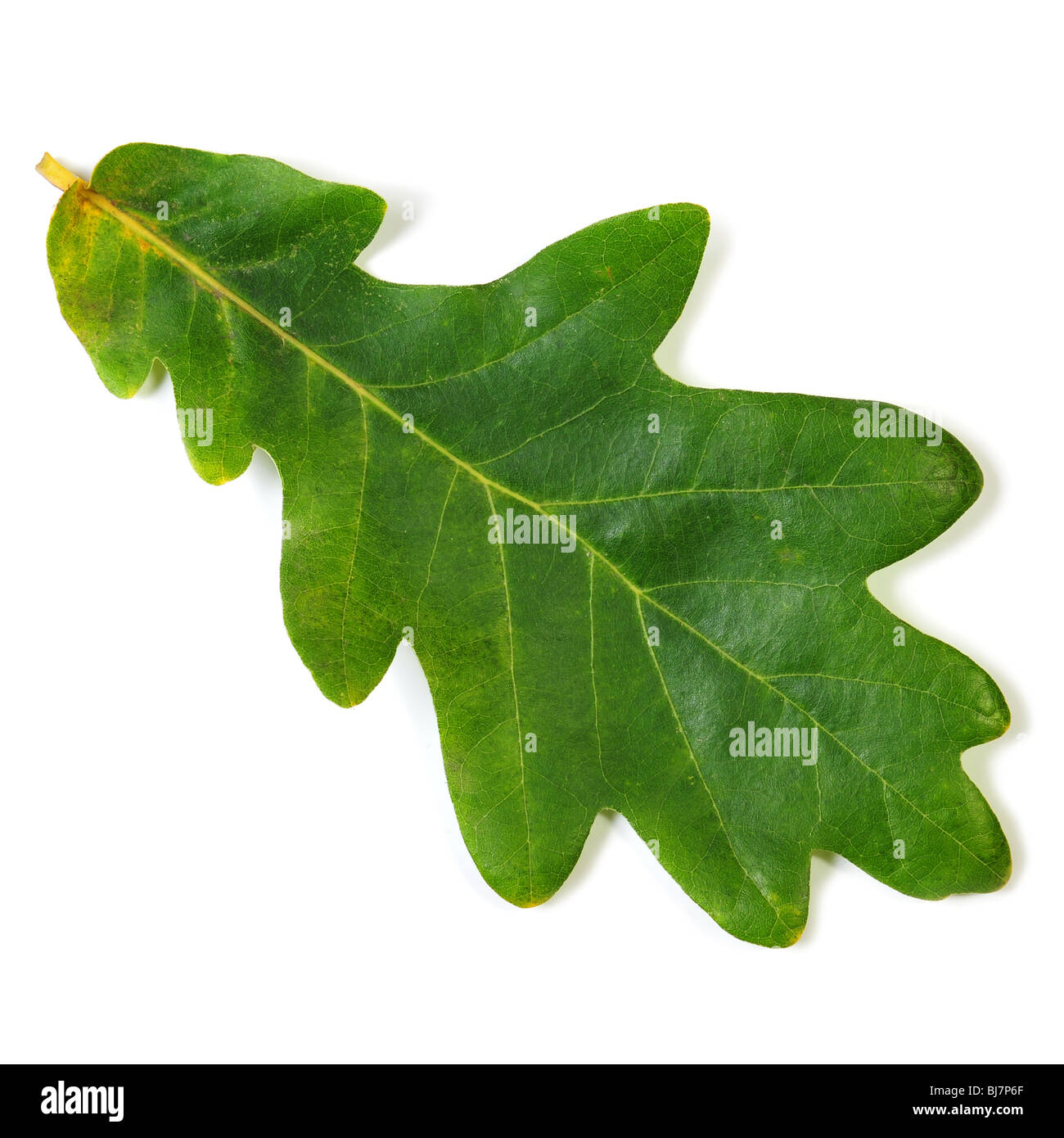 Oak Leaf isolated on white with clipping path Banque D'Images