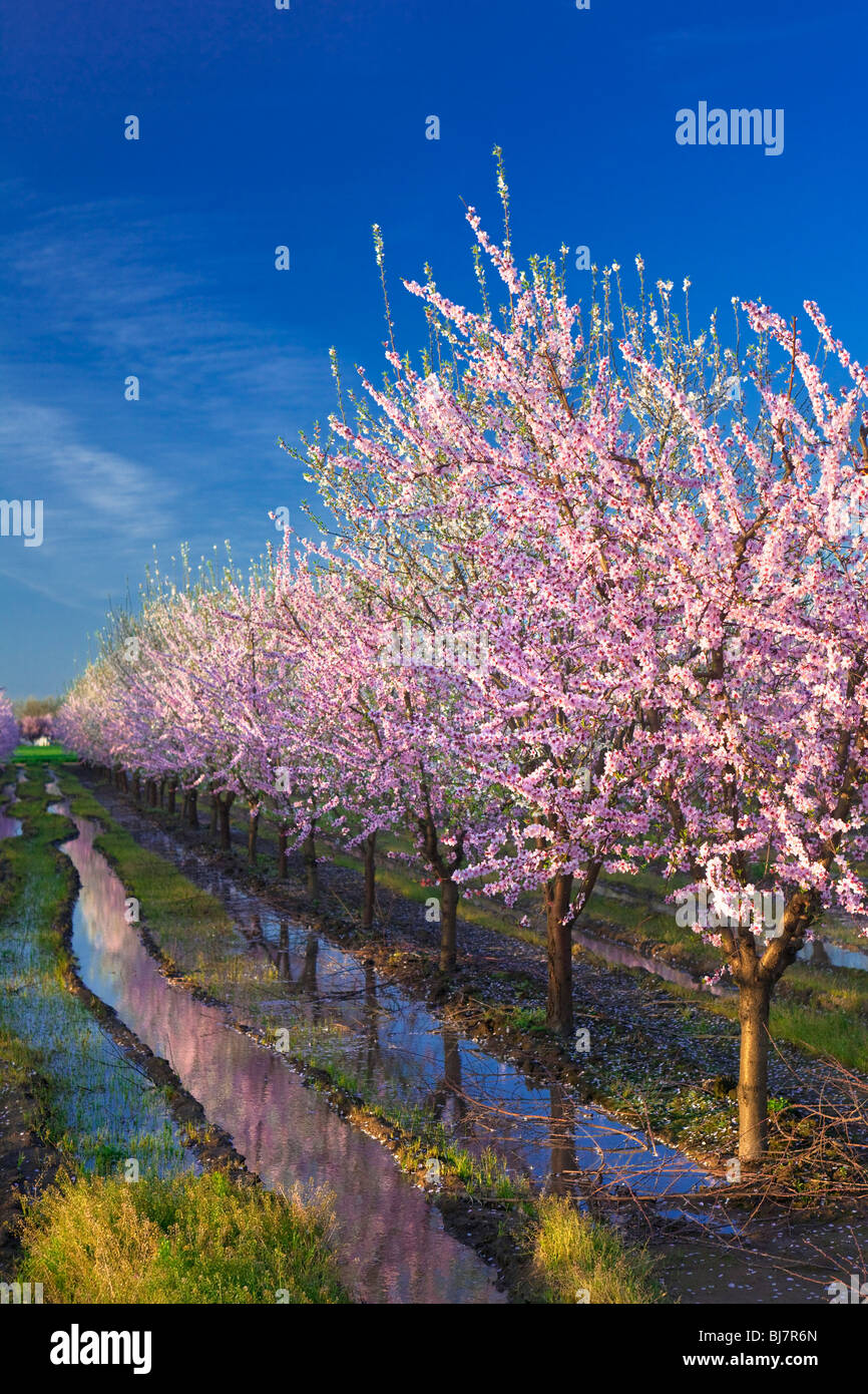 Vergers de pêchers en fleurs dans la Vallée de Sacramento en Californie du nord. Banque D'Images