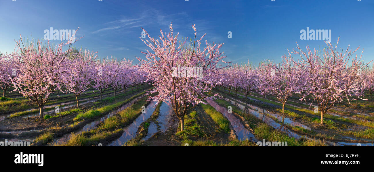 Vergers de pêchers en fleurs dans la Vallée de Sacramento en Californie du nord. Banque D'Images