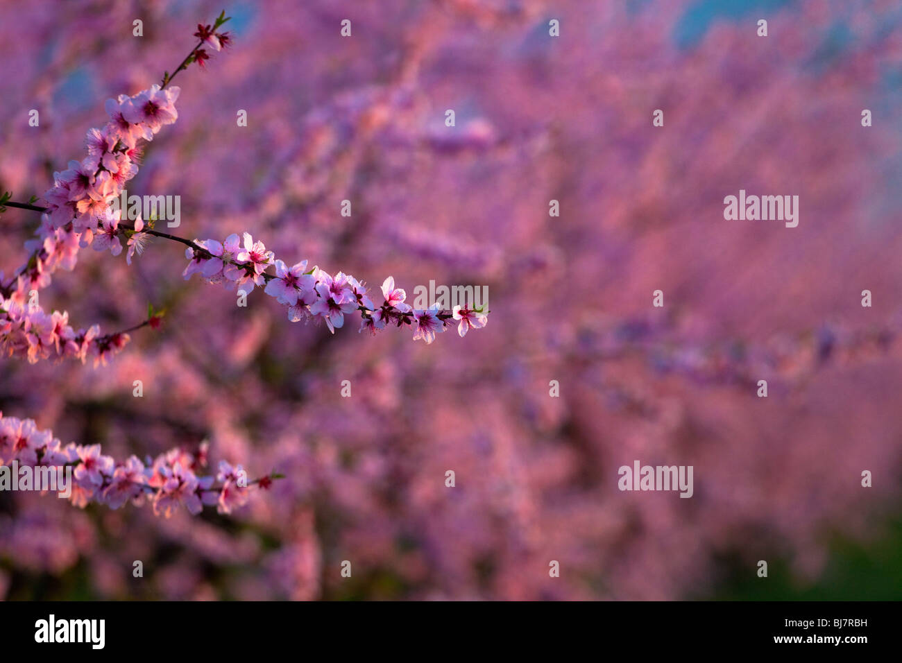 Vergers de pêchers en fleurs dans la Vallée de Sacramento en Californie du nord. Banque D'Images