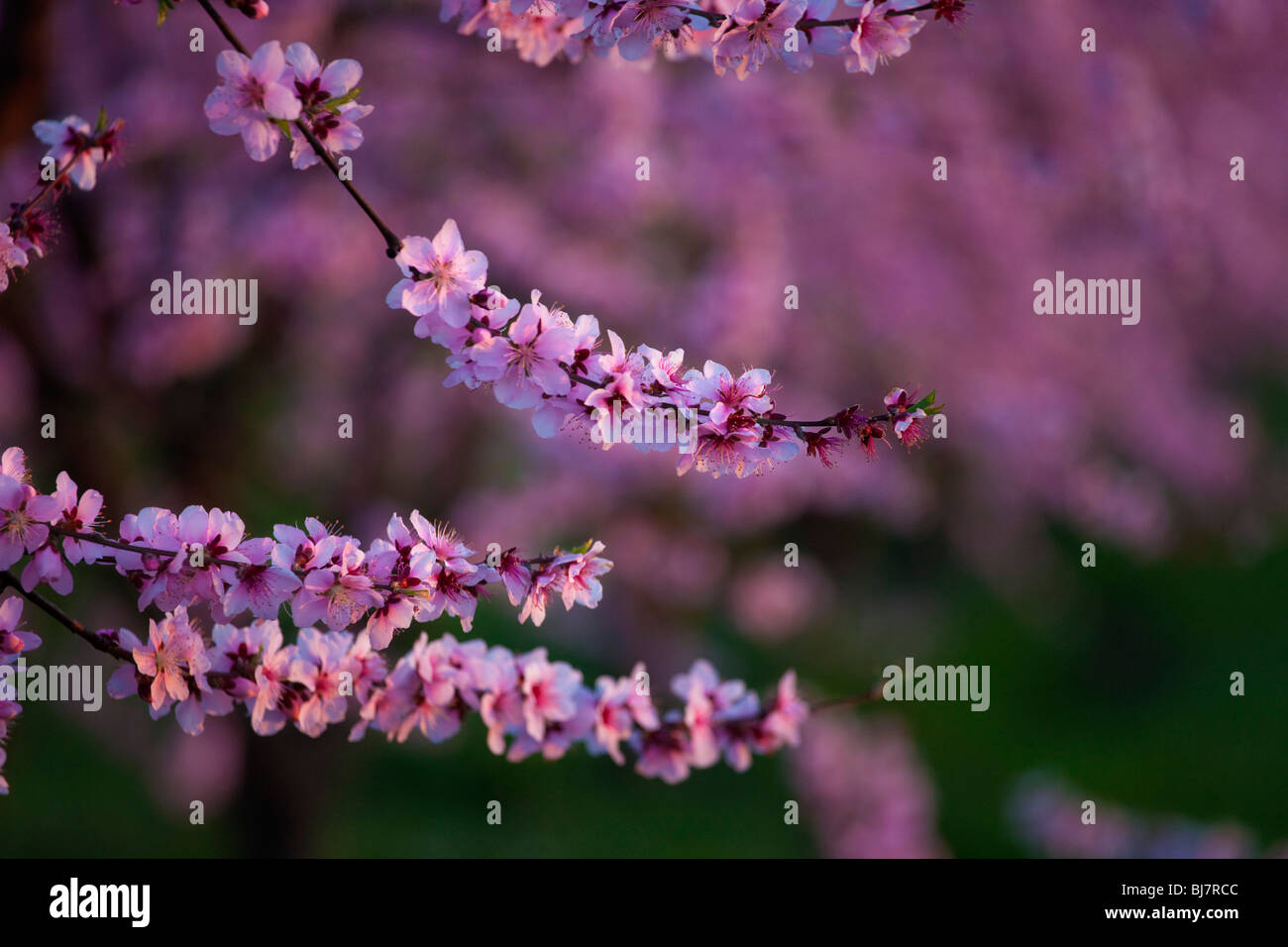 Vergers de pêchers en fleurs dans la Vallée de Sacramento en Californie du nord. Banque D'Images