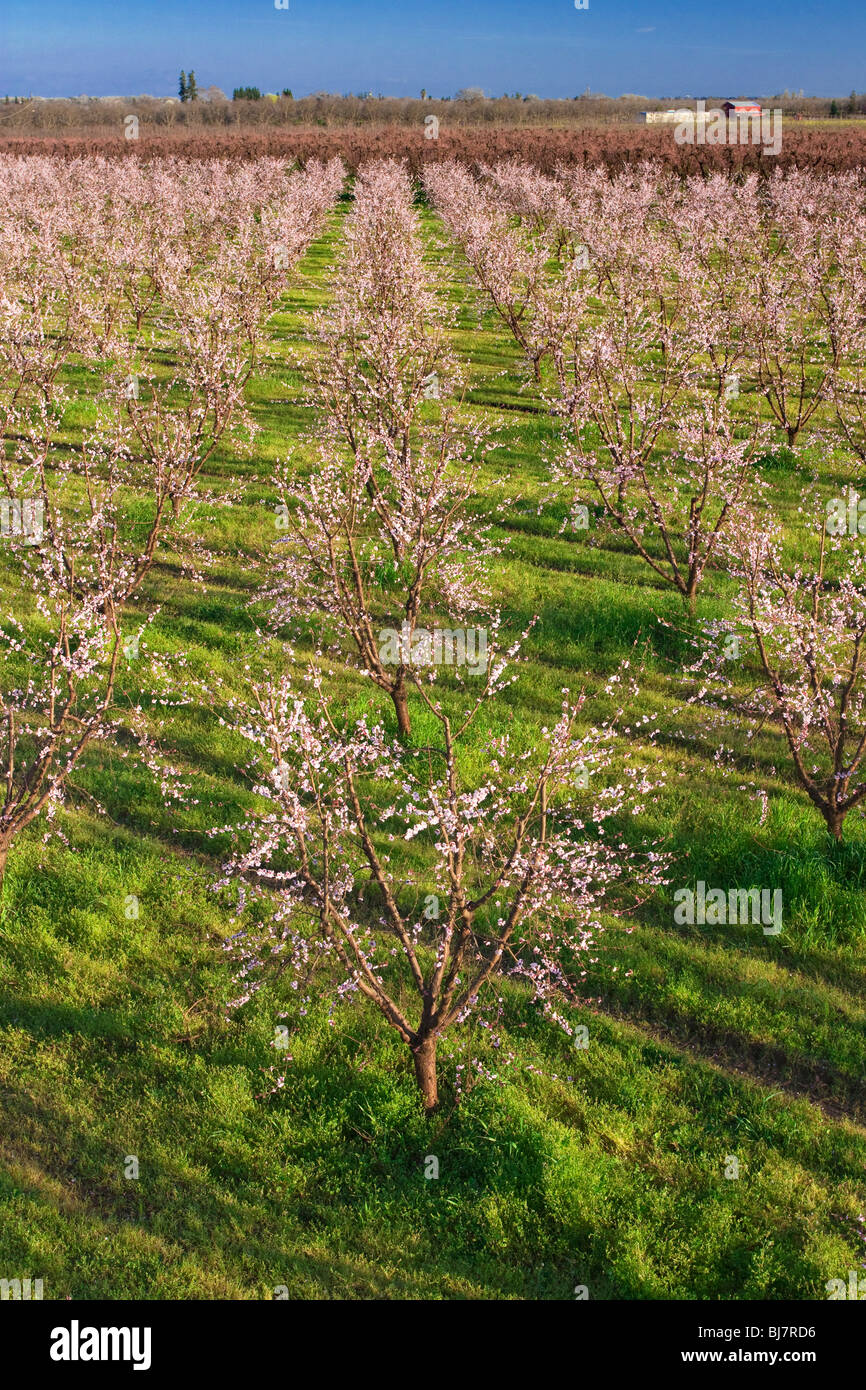 Vergers de pêchers en fleurs dans la Vallée de Sacramento en Californie du nord. Banque D'Images