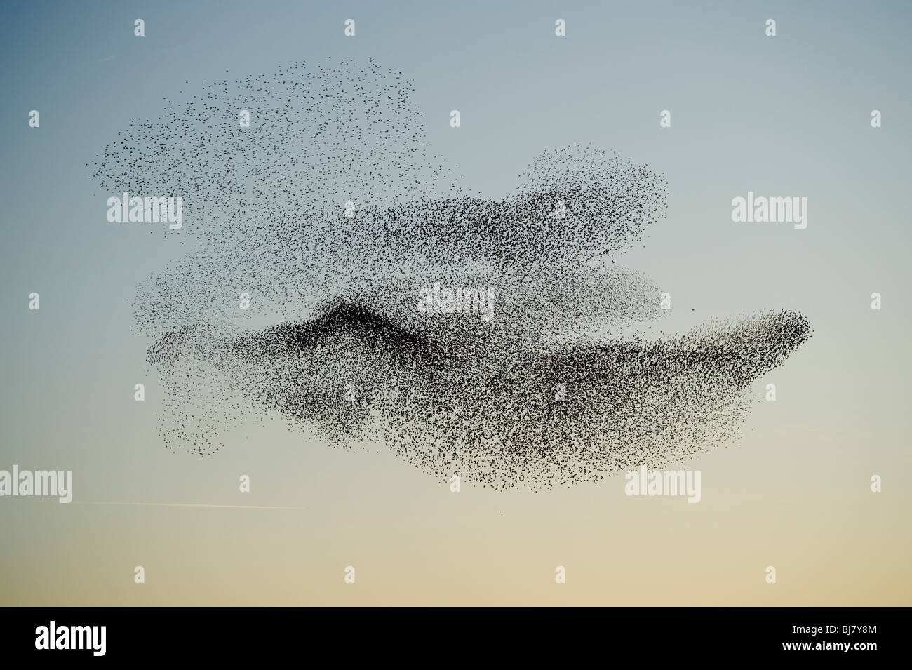 Une volée d'étourneaux (murmuration) battant au coucher du soleil, soirée Mars, le Pays de Galles UK Banque D'Images