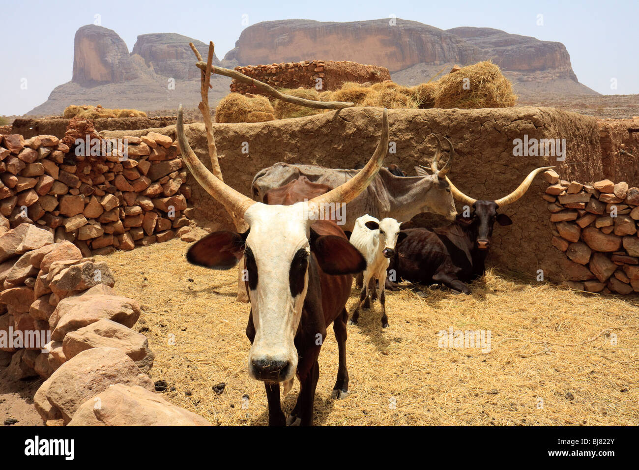 L'Afrique de l'agriculture élevage Bovins Vaches Hombori au Mali Banque D'Images