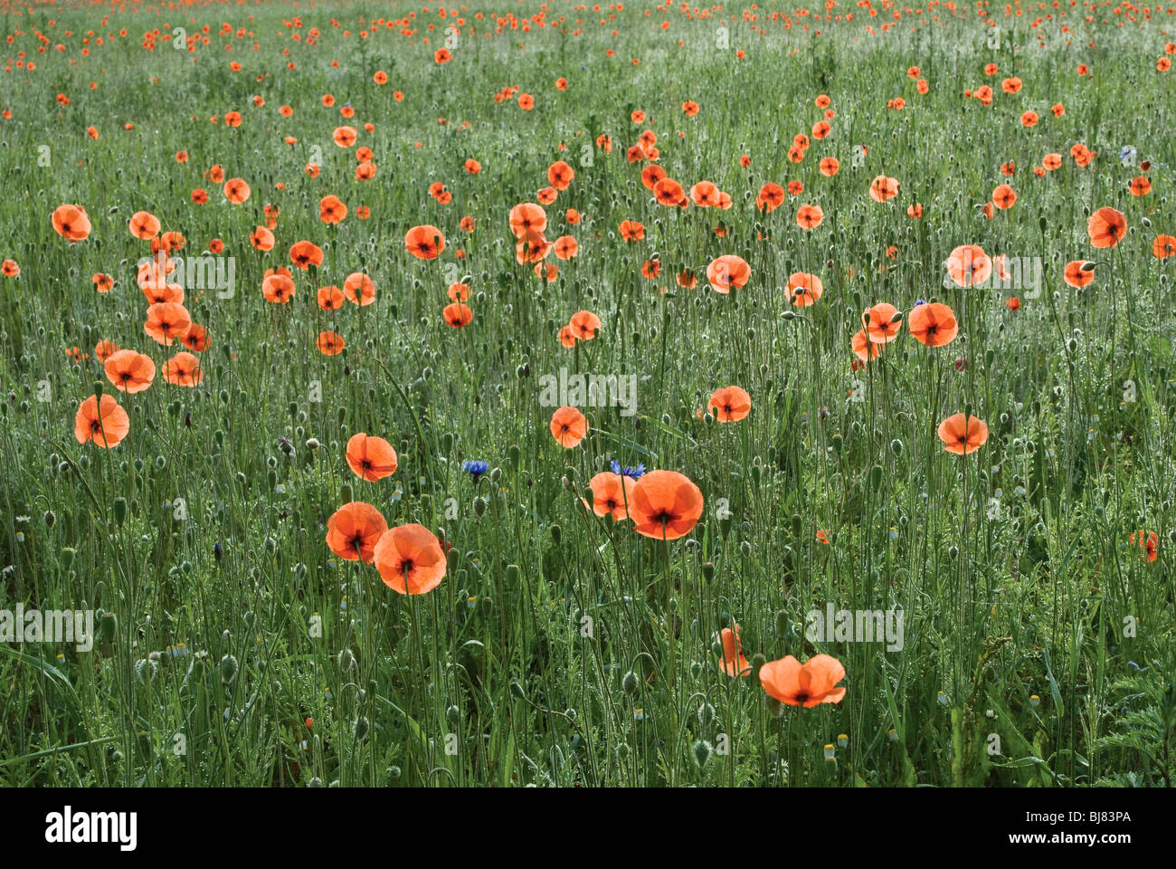 Domaine de coquelicots rouges près de Łagów, Voïvodie Lubuskie, Pologne Banque D'Images