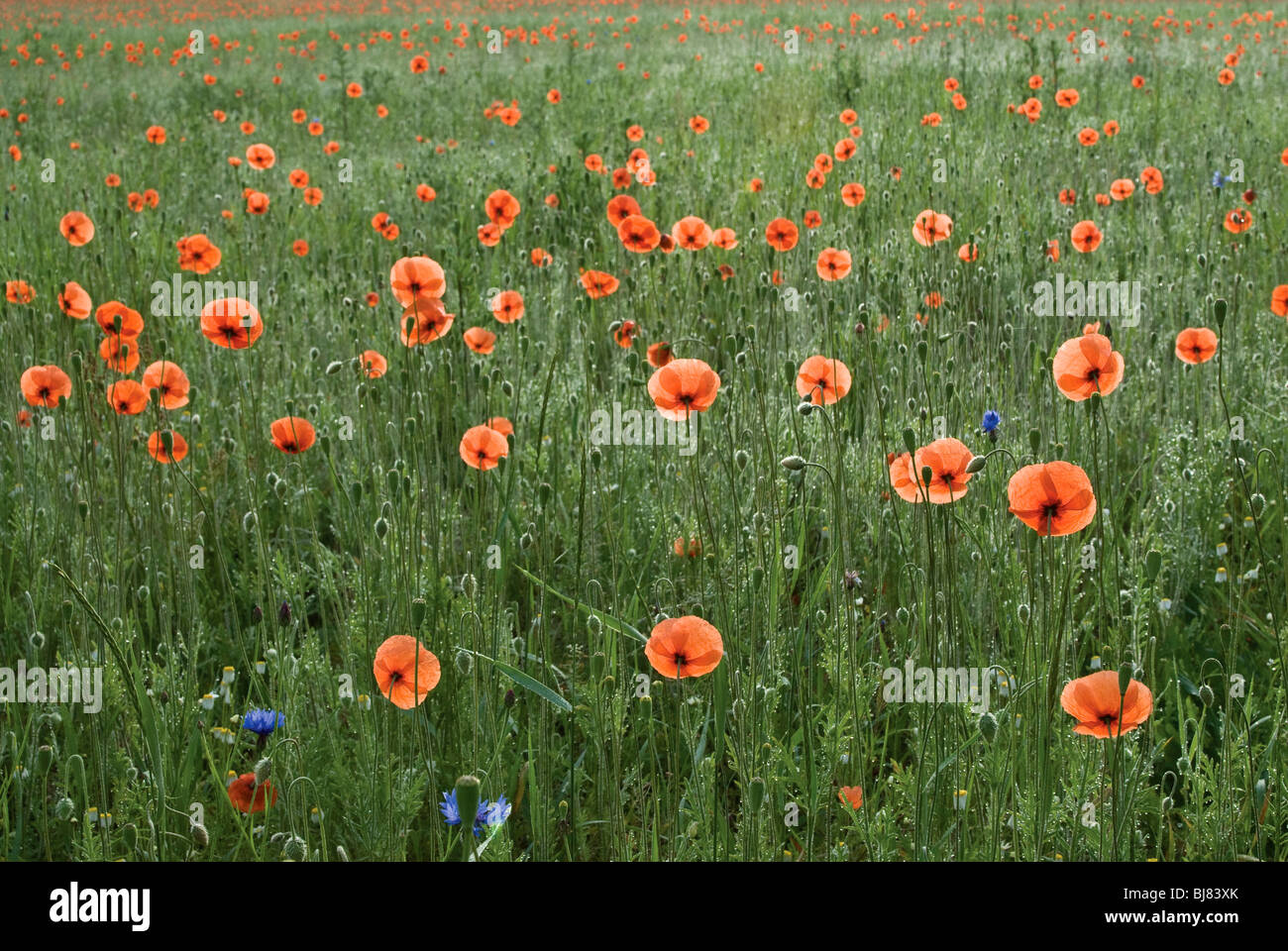 Domaine de coquelicots rouges près de Łagów, Voïvodie Lubuskie, Pologne Banque D'Images