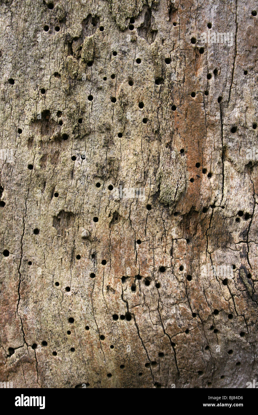 Dead Tree Trunk montrant des trous Woodworm Golf Polo Banque D'Images