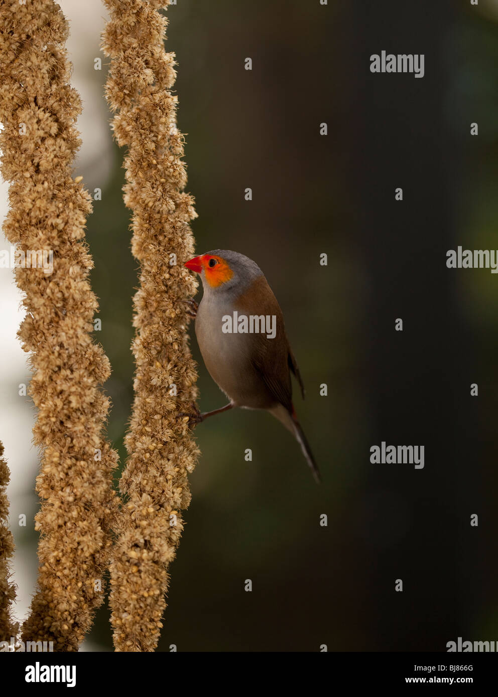 Australian Gouldian finch se nourrir en forêt Banque D'Images