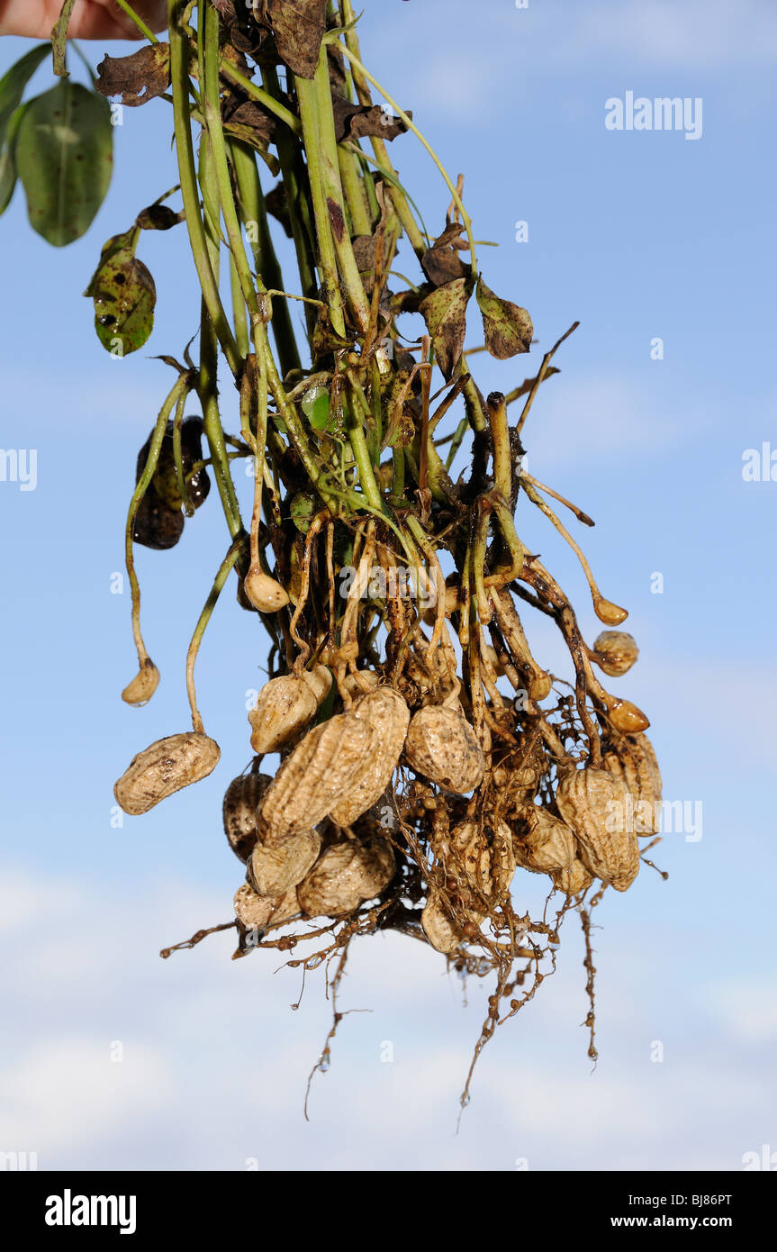 L'Arachis hypogaea, les arachides, le plantes, Bali, Indonésie, l'océan Indo-pacifique Banque D'Images
