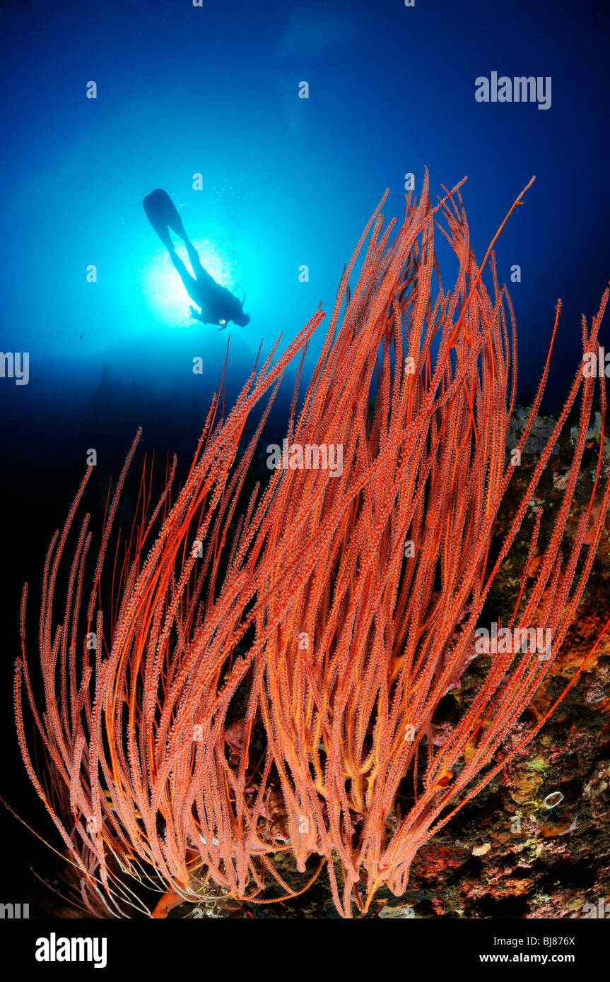 Plongeur femelle avec fouet rouge corail, Drop Off, Tulamben, Bali Banque D'Images