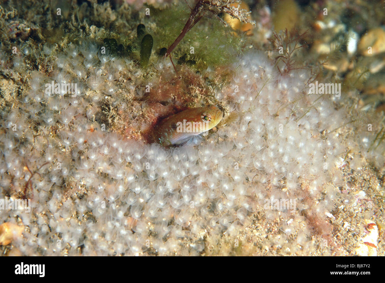 Deux Gobiusculus flavescens, gobie, parmi les vers, horseshoe Phoronis hippocrepia. Juin 2009 Swanage Banque D'Images