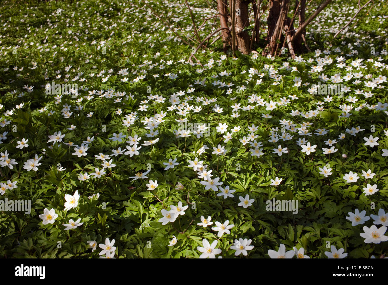 Anemone nemorosa anémone des bois, bois - à Aysgarth, Yorkshire. Banque D'Images