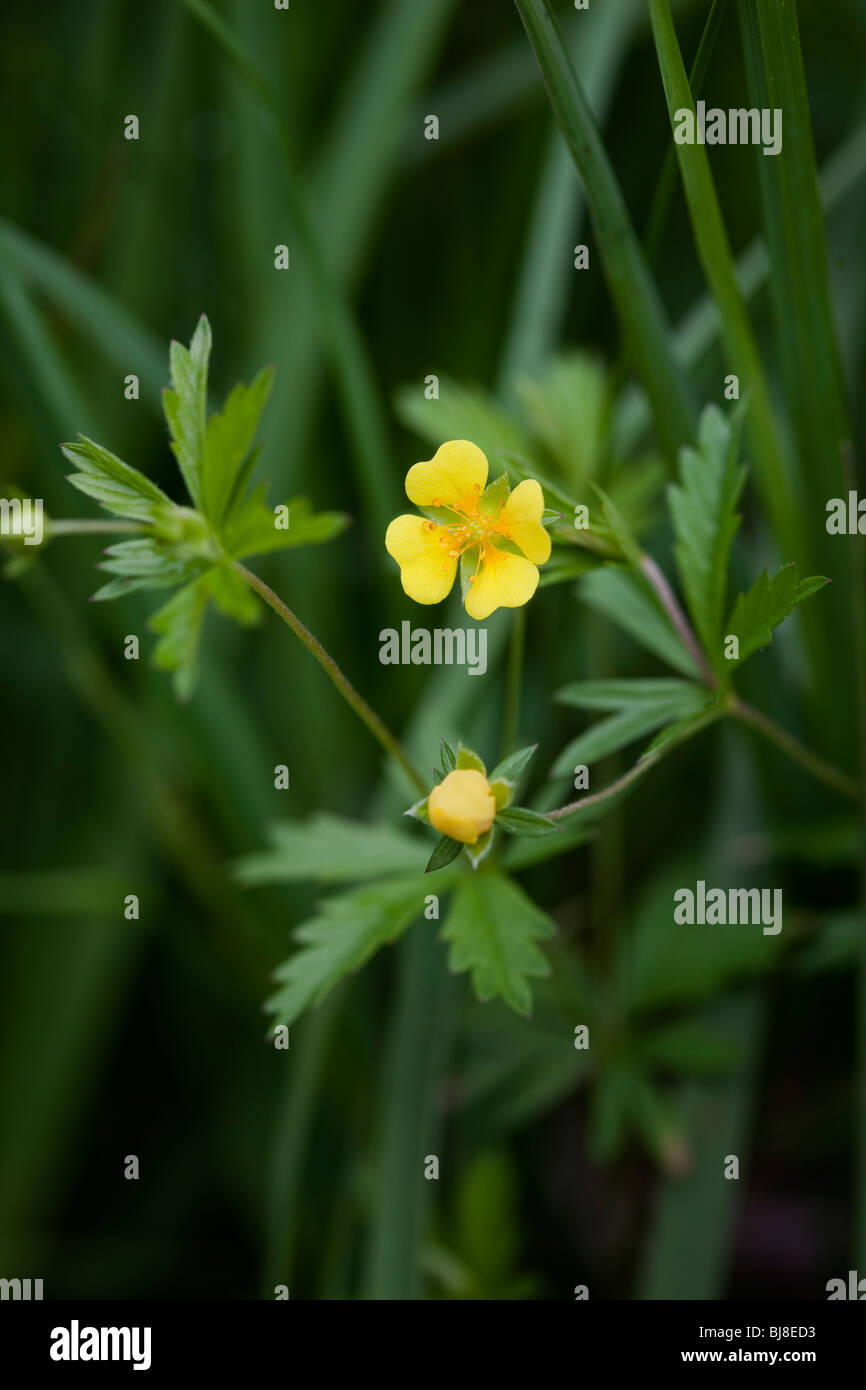 Tormentille potentilla erecta, commun. Yorkshire UK Banque D'Images