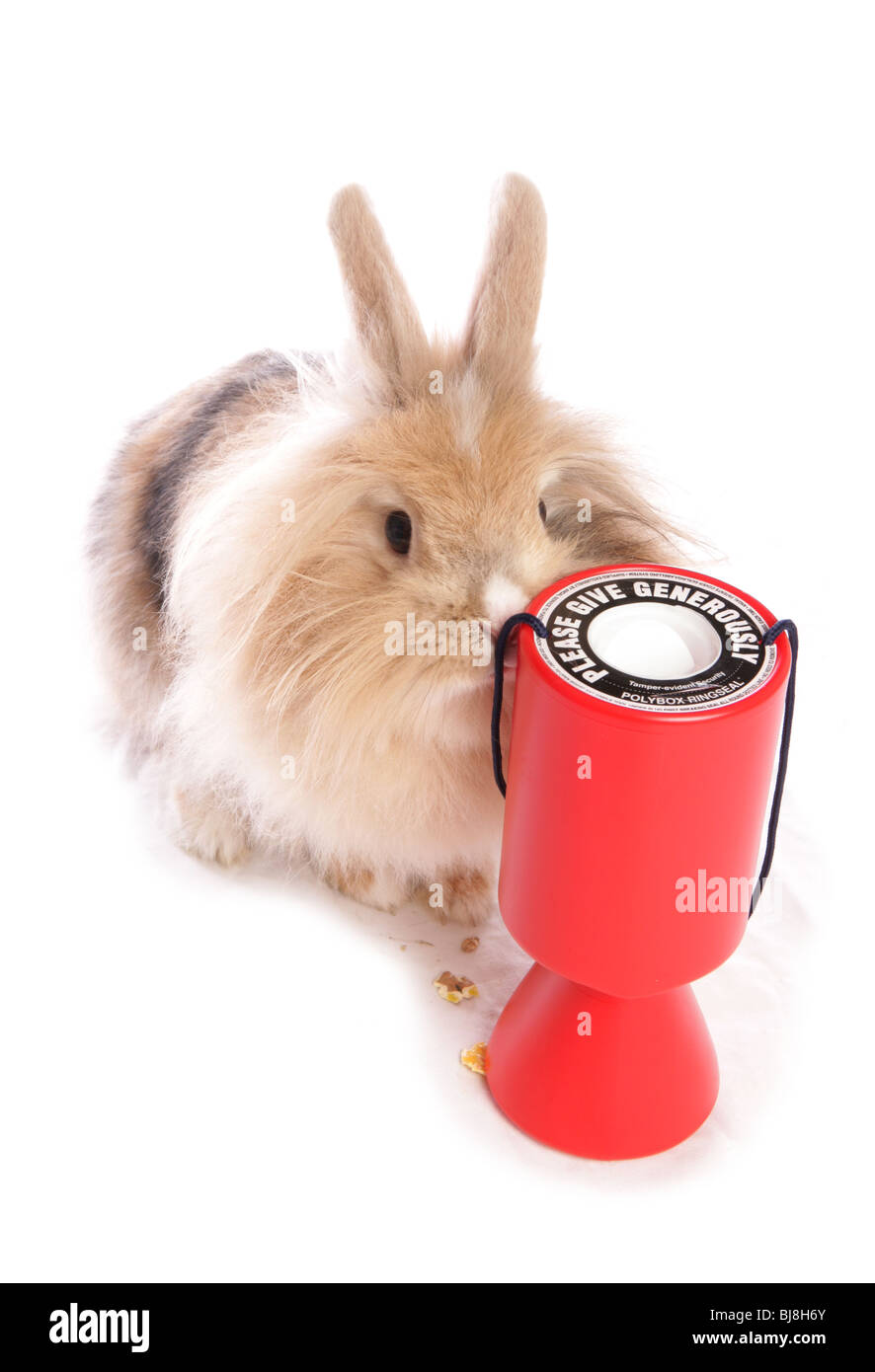 Lapin domestique seule femelle adulte avec tin collection Studio, UK Banque D'Images