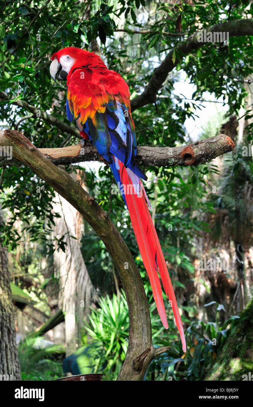 Ara rouge (Ara macao) à l'Alligator Farm Saint Augustin Banque D'Images