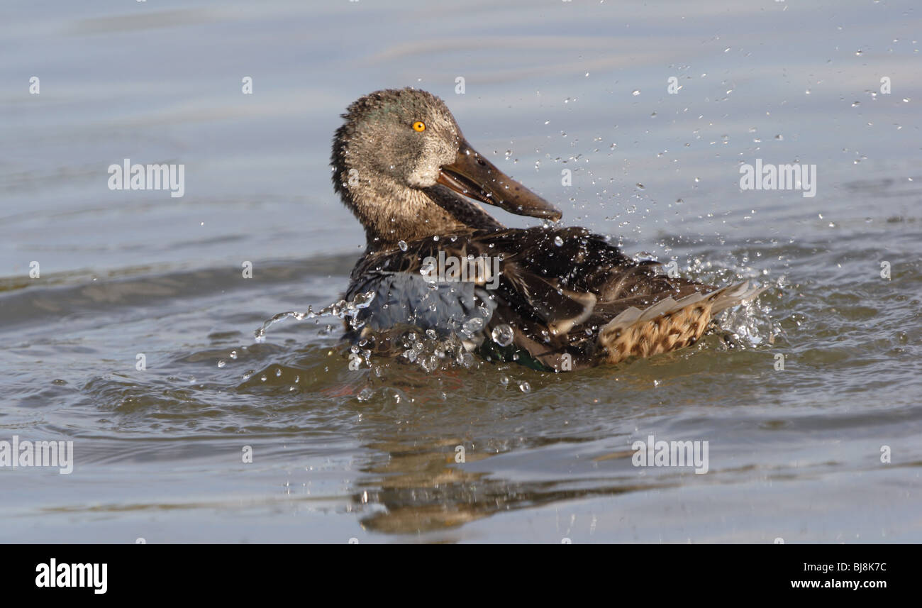 (Nord ) Canard souchet Anas clypeata echelle.Slimbridge WWT.Picardie.U.K. Banque D'Images