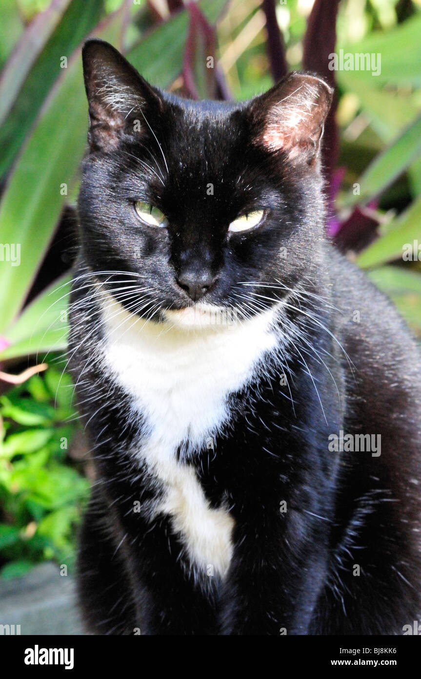 Un noir et blanc (tuxedo) cat regarde étrangement Banque D'Images