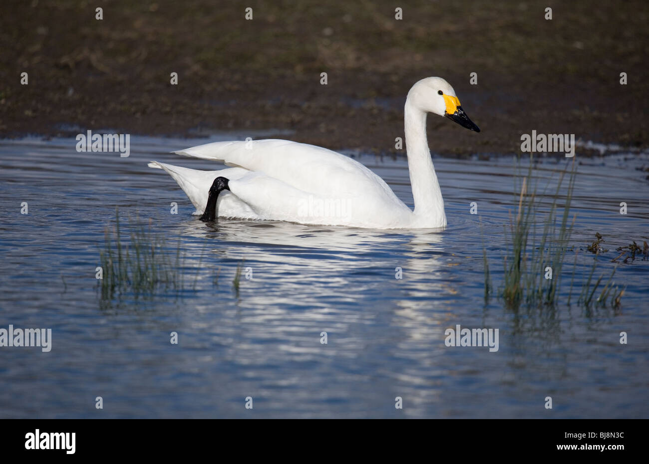 Bewick Cygnus columbarius adulte seul sur l'eau UK Banque D'Images