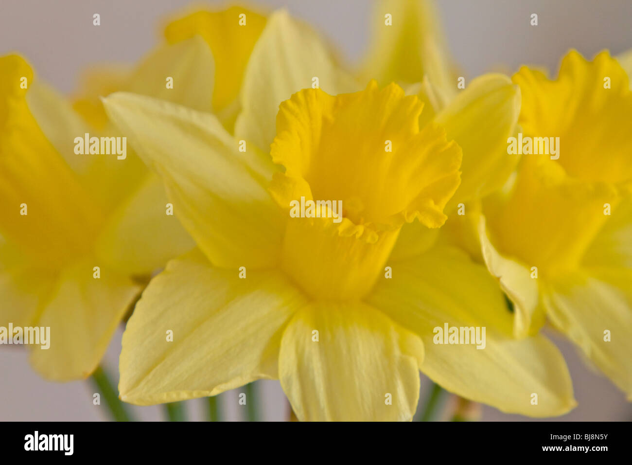 Daffodils-Spring est à venir Banque D'Images