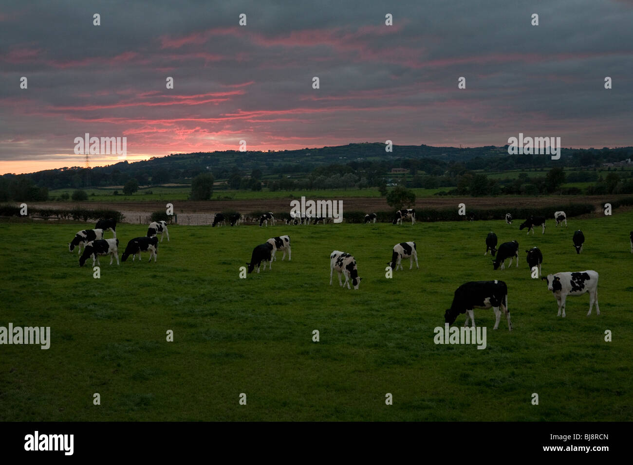 Vaches qui paissent dans un champ au coucher du soleil Banque D'Images