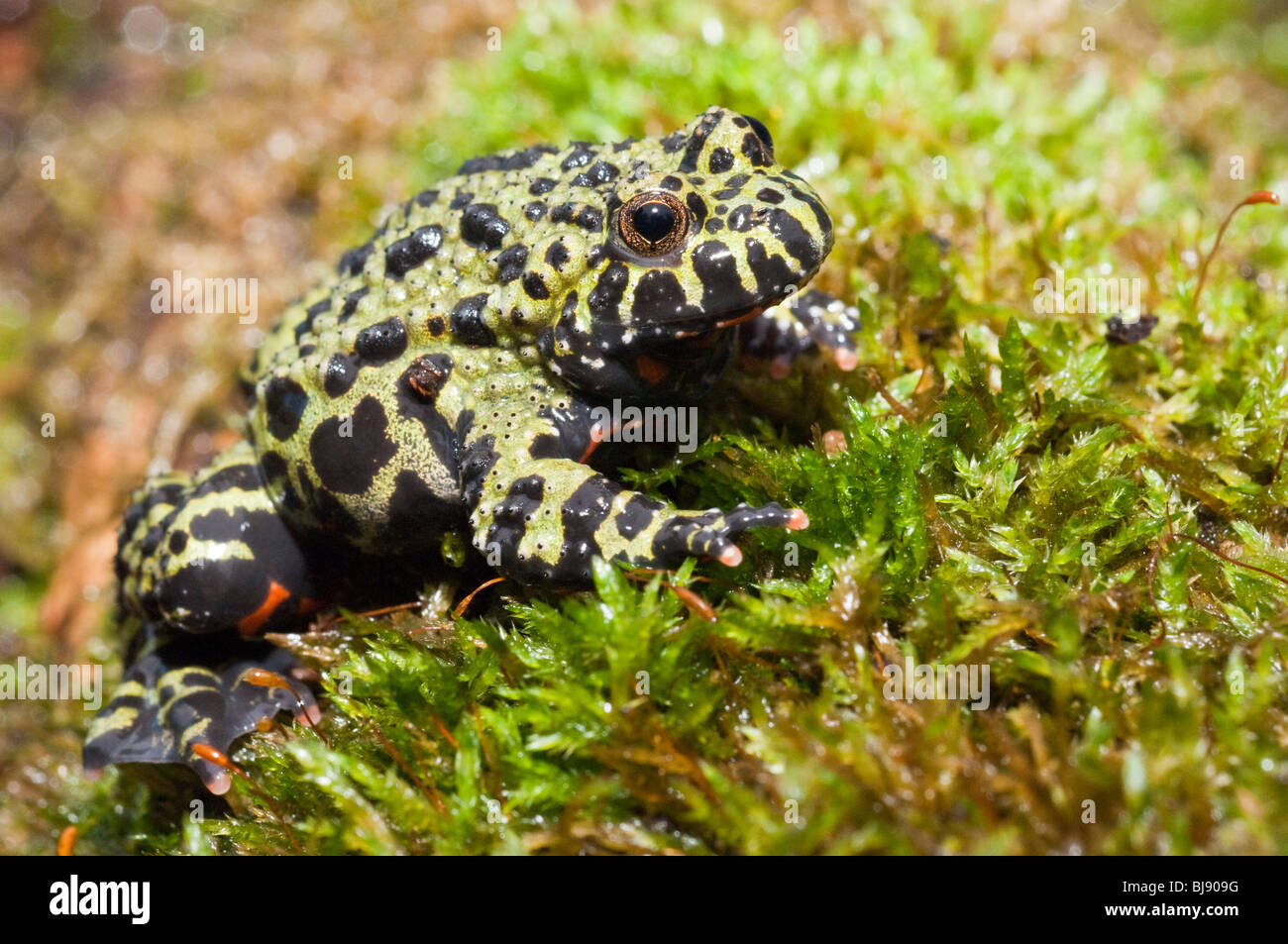 Feu Oriental-bellied toad, Bombina orientalis, semi-aquatiques toad trouvés en Corée, Chine, NE et adajacent certaines parties de la Russie. Banque D'Images