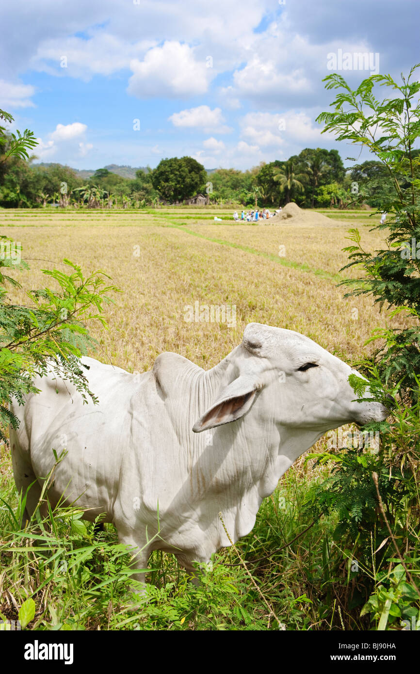 Vache dans champ avec récolte du riz en arrière-plan ; Batangas, le sud de l'île de Luzon, Philippines Banque D'Images