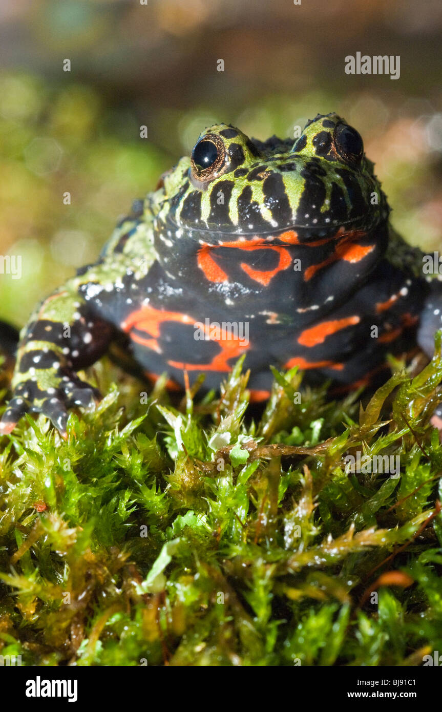 Feu Oriental-bellied toad, Bombina orientalis, semi-aquatiques toad trouvés en Corée, Chine, NE et adajacent certaines parties de la Russie. Banque D'Images